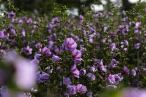 rose of sharon lavender chiffon