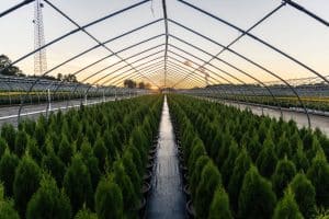 Arborvitae trees in greenhouse