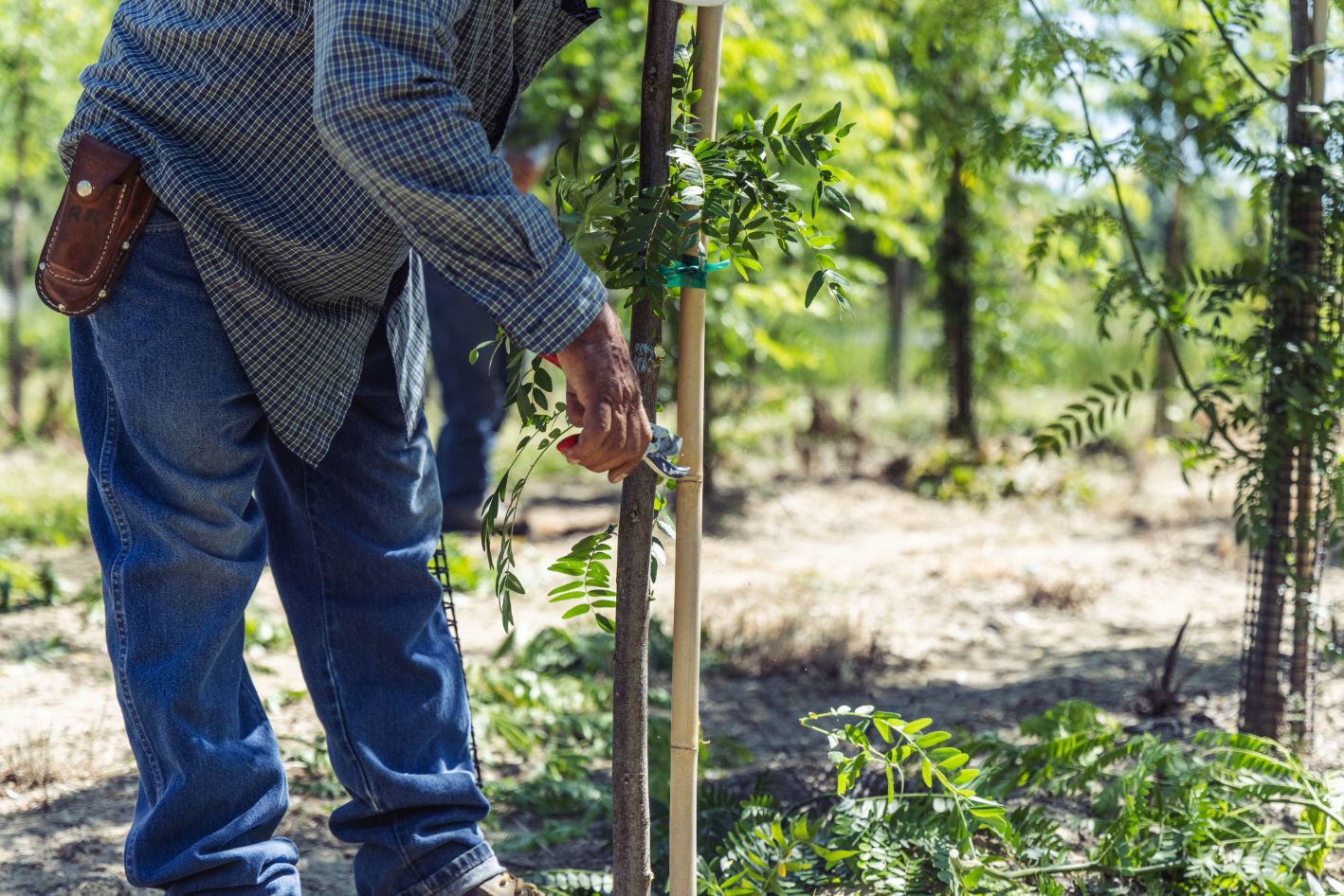 nursery worker trimming tree