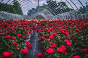 Containers of red roses for wholesale