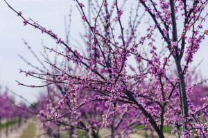 Losely Flowering Redbud