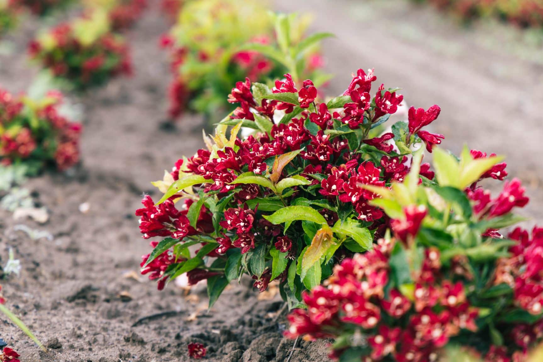 Assorted Shrubs Petitti Family of Farms