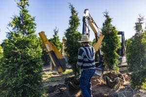 Digging out balled and burlapped trees