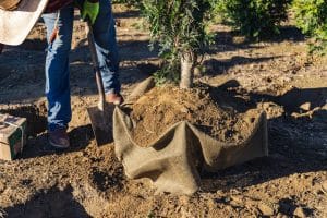 Balled and burlapped tree roots
