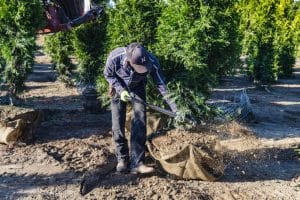 Plant nursery worker placing burlap around tree roots