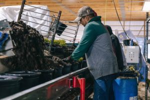 Potting Arborvitae in Hydrafiber