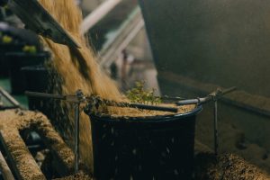 Potting Arborvitae in Hydrafiber
