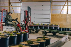 Potting Arborvitae in Hydrafiber