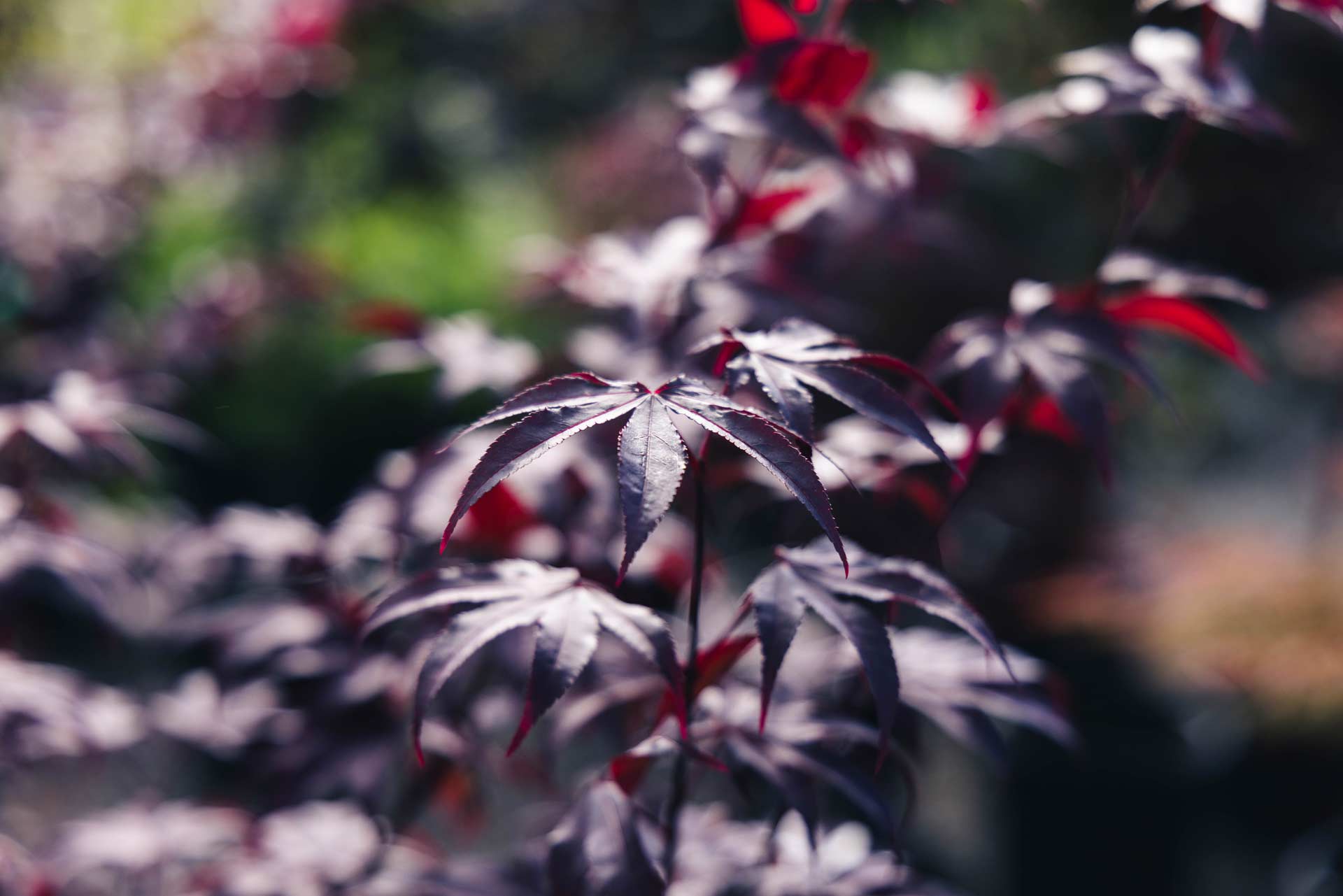 Japanese Maple Tree