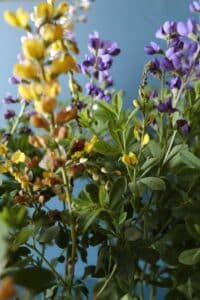 Baptisia - mixed colors