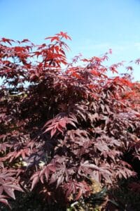 Bloodgood Japanese Maple