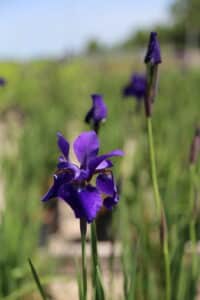 Iris Versicolor Ceasars Brother