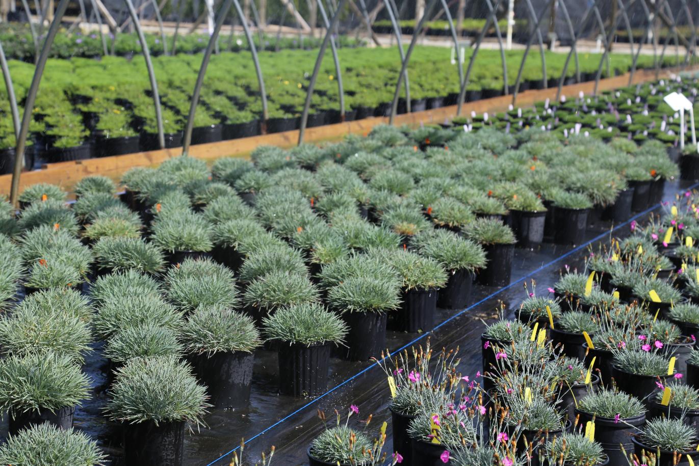 Klyn Nursery Petitti Family of Farms