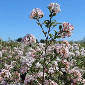 Viburnum