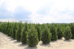 arborvitaes corner