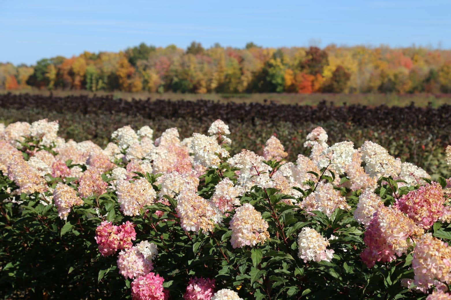 field of flowers