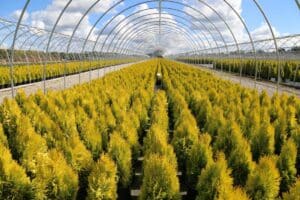 trees in a hoop house